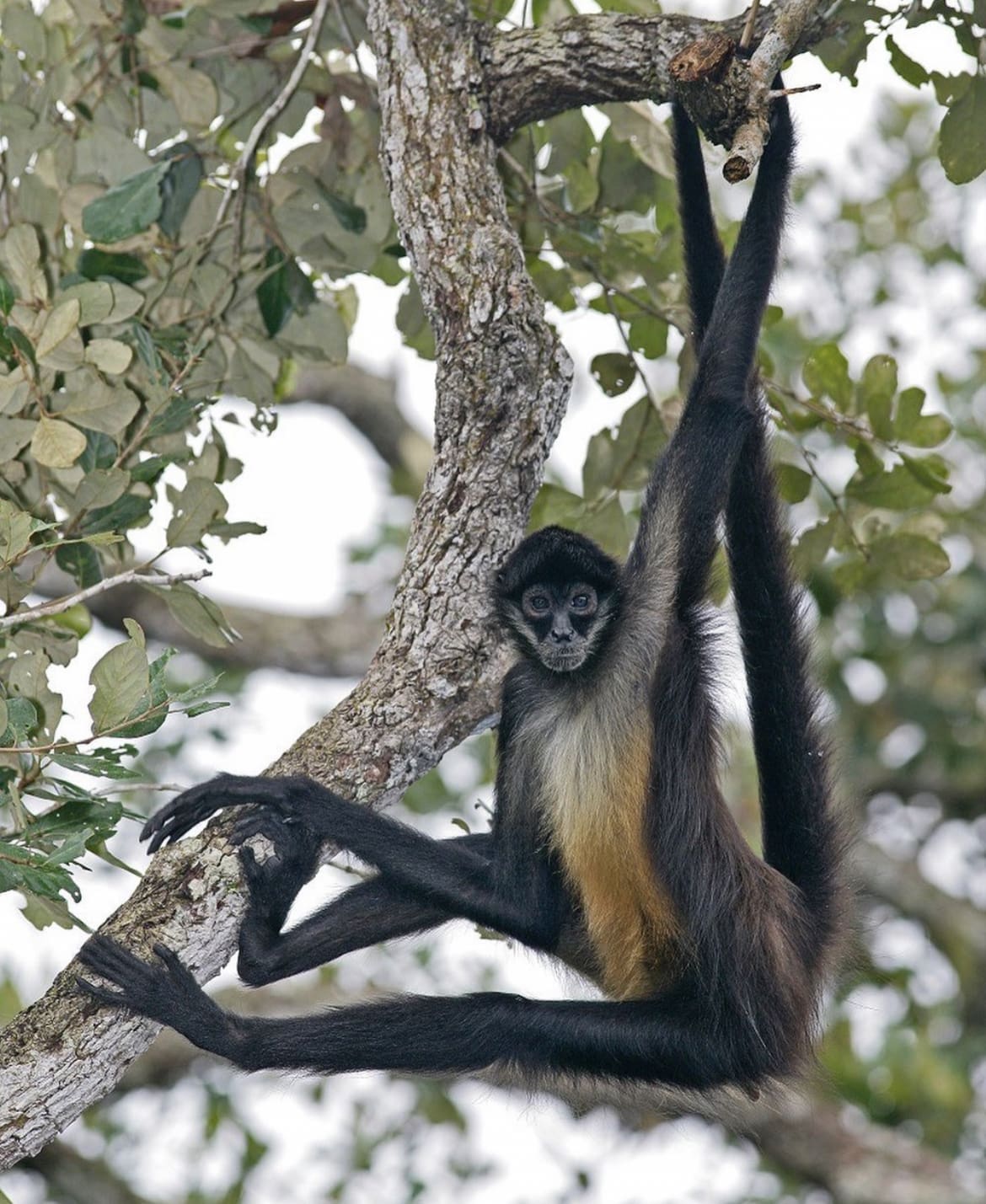 black-handed spider monkey